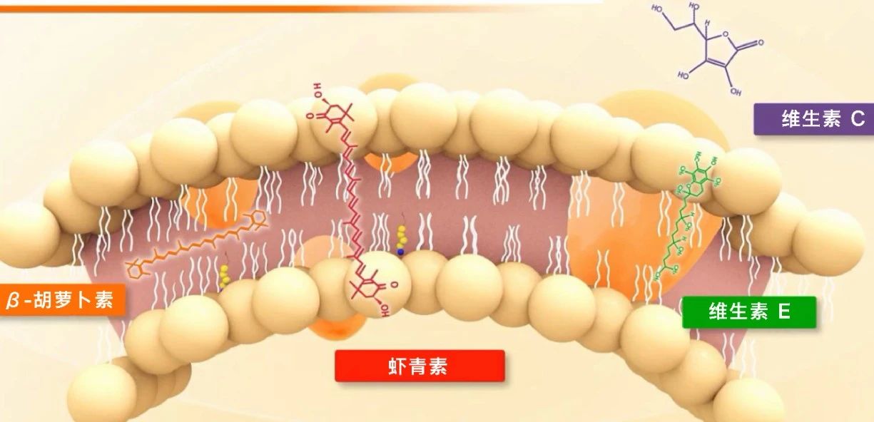 艾诗特虾青素