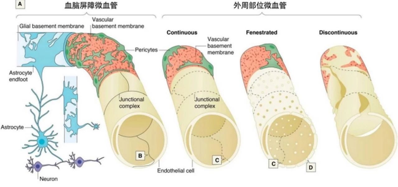 艾诗特虾青素