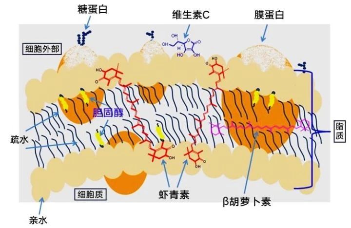 艾诗特虾青素