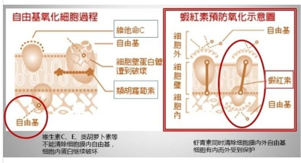 艾诗特虾青素