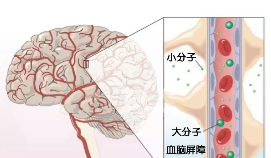 艾诗特虾青素