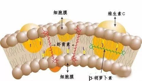 艾诗特虾青素