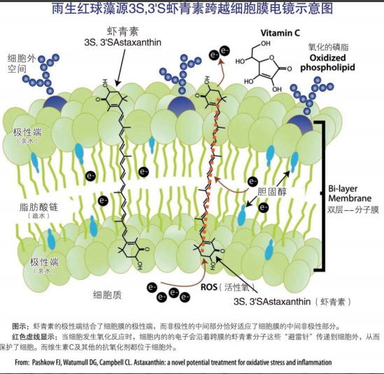 艾诗特虾青素