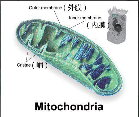 艾诗特虾青素