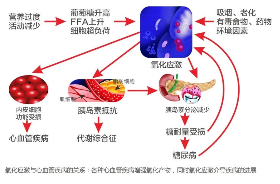 艾诗特虾青素