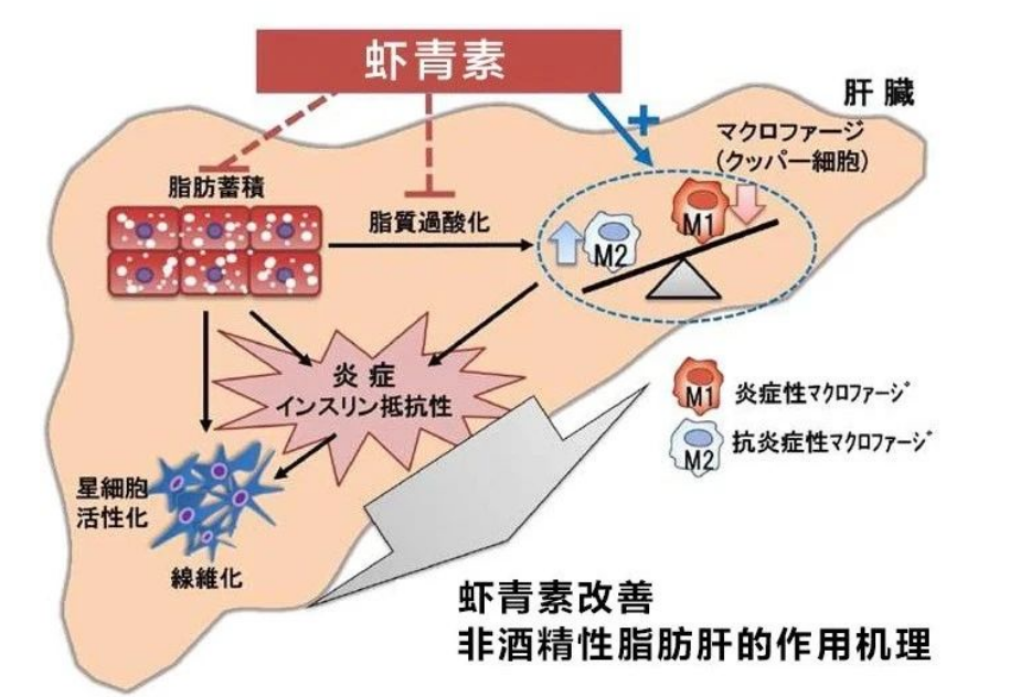 艾诗特虾青素