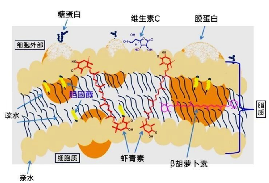 艾诗特虾青素