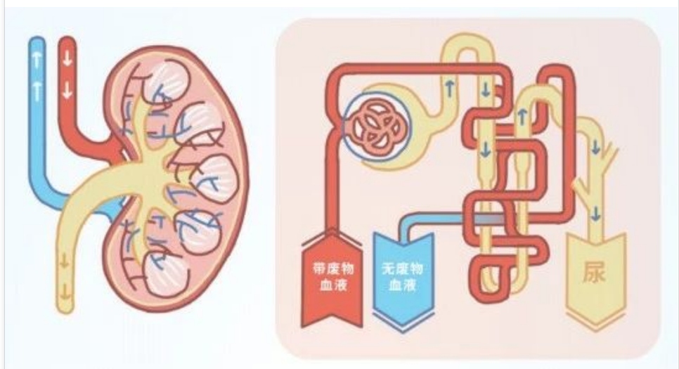 艾诗特虾青素