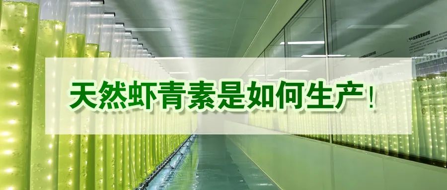 艾诗特虾青素