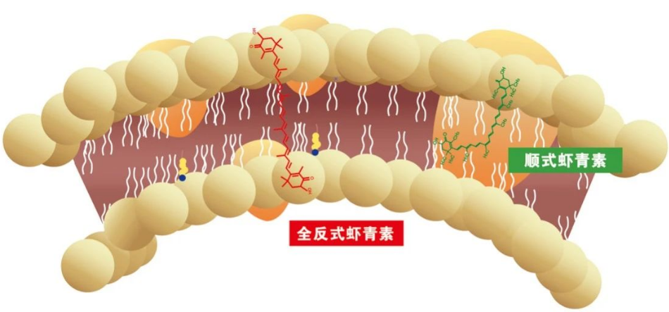 艾诗特虾青素