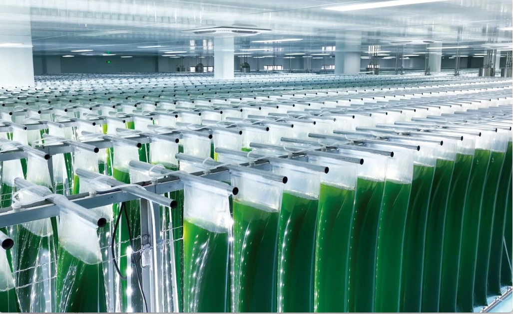 艾诗特虾青素 艾诗特虾青素