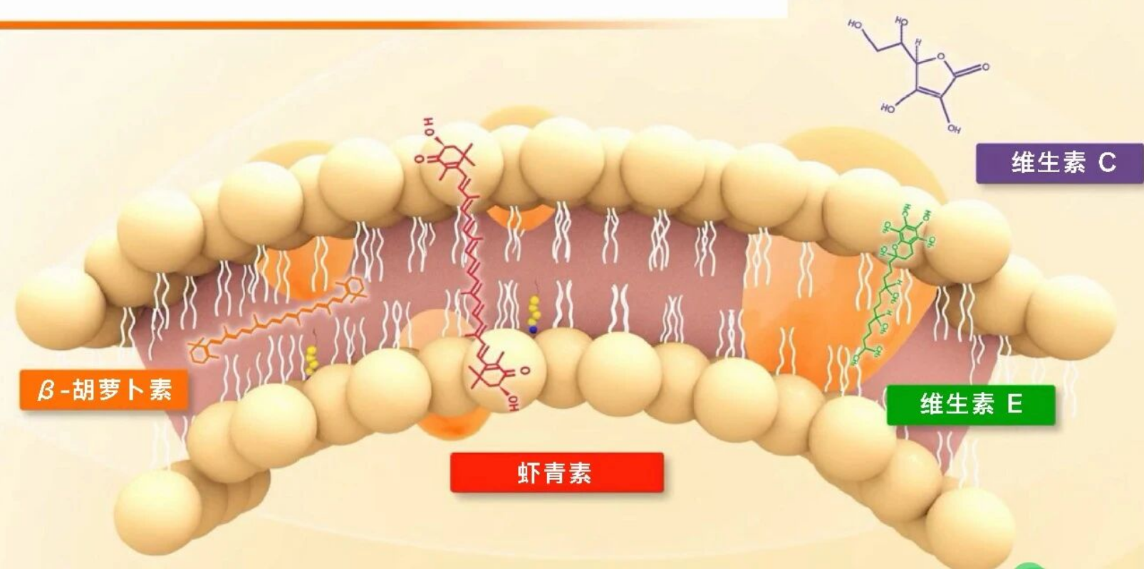 艾诗特虾青素