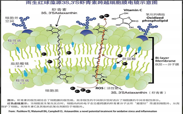 虾青素对因炎症及氧化应激相关疾病的作用